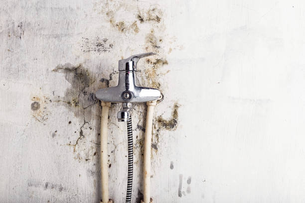 Best Mold Cleaning Services  in Douglas, AL