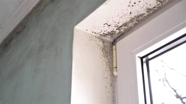 Best Residential Mold Removal  in Douglas, AL