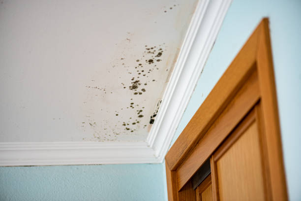Best Certified Mold Removal  in Douglas, AL