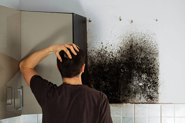 Best Mold Remediation Experts  in Douglas, AL